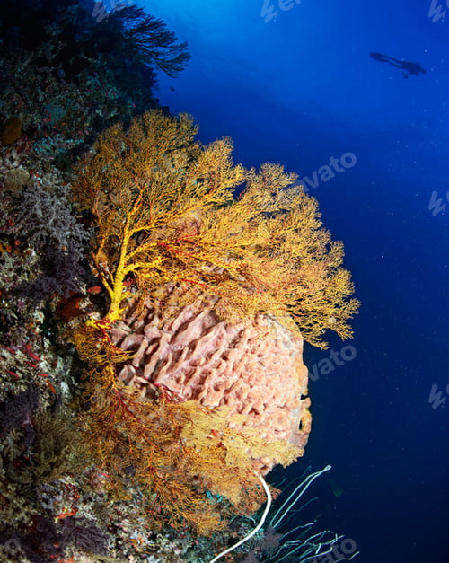 Preview: Amazing underwater world, Underwater world scene.
