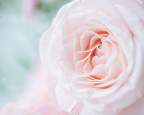Preview: Rose flower macro pink blossom