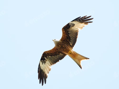 Preview: Red kite (Milvus milvus)