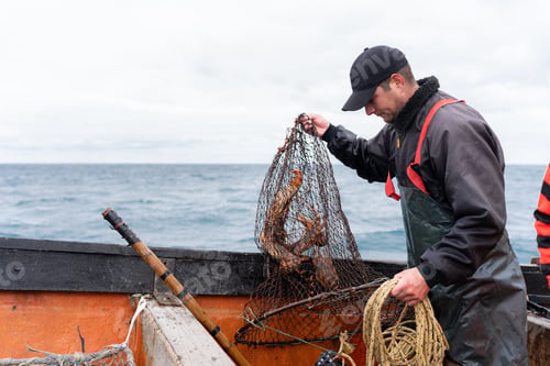 Preview: Fisherman holding a net with lobsters on a boat