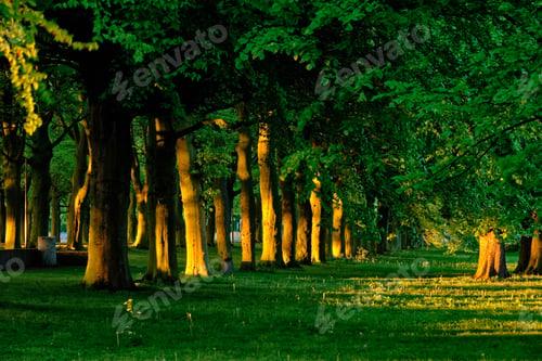 Preview: Green alley with trees with lush leaves foliage in summer on sunset