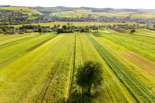 Preview: Aerial view of a single tree growing lonely on green agricultural fields in spring with fresh
