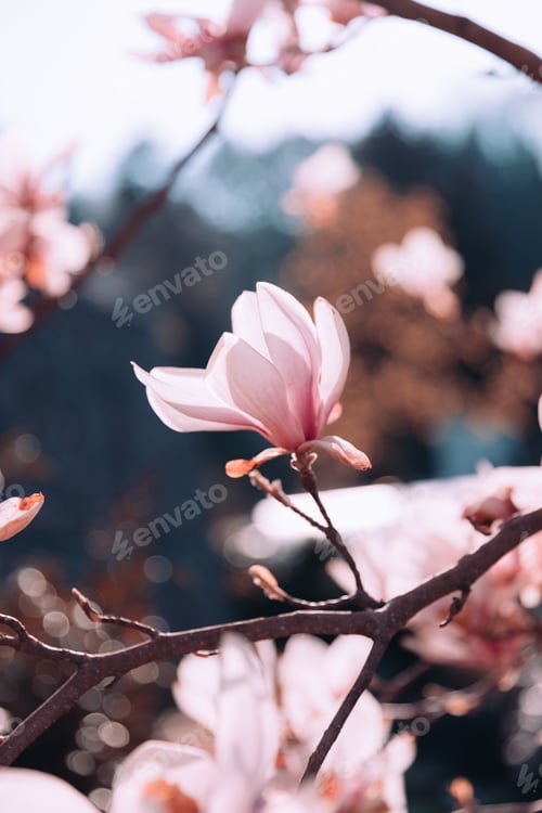 Preview: Pink magnolia branches in bloom. Tulip tree flower blossom in spring.