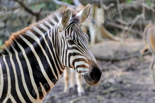 Preview: Zebra on grassland in Africa