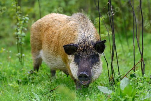 Preview: Wild boar on the forest