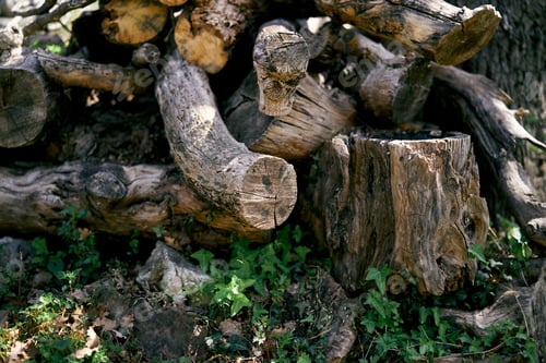 Preview: Felled stumps lie on the lawn. Close-up