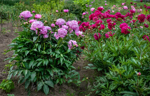 Preview: beautiful dark red and pink pions in the garden at summer time