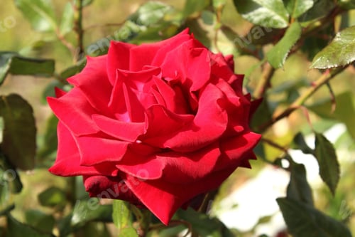 Preview: Close-up blossom of red rose in sunny day.