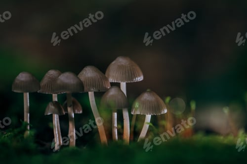 Preview: Beautiful fairy tale image with little mushrooms in autumn forest