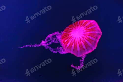 Preview: South American Sea Nettle Jelly Fish Swim Underwater Aquarium Pool With Pink Neon Light