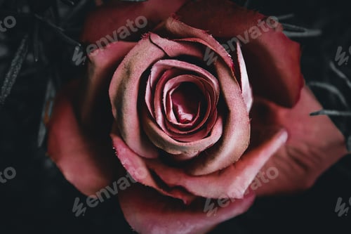 Preview: Closeup of dark aesthetics rose with drying petals