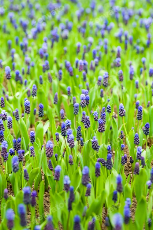Preview: Colorful flowers