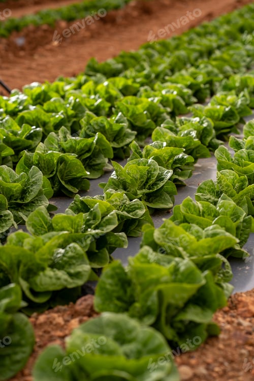 Preview: Young lettuce growing in rows on a farm field