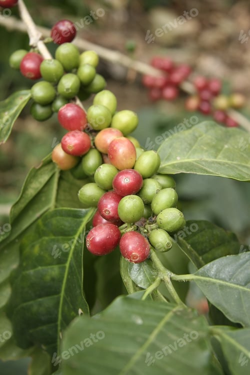Preview: Closeup shot of green and red chestnut berries with green leaves in a garden