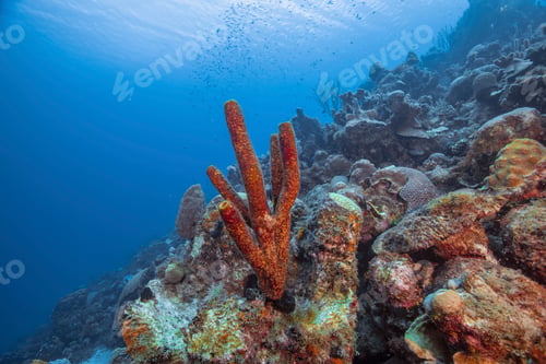 Preview: Seascape of variety of soft coral, Curacao