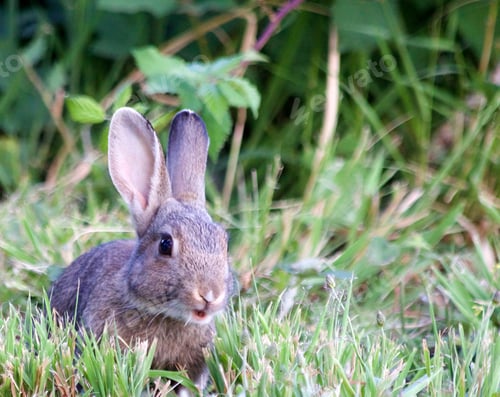 Preview: Bunny rabbit