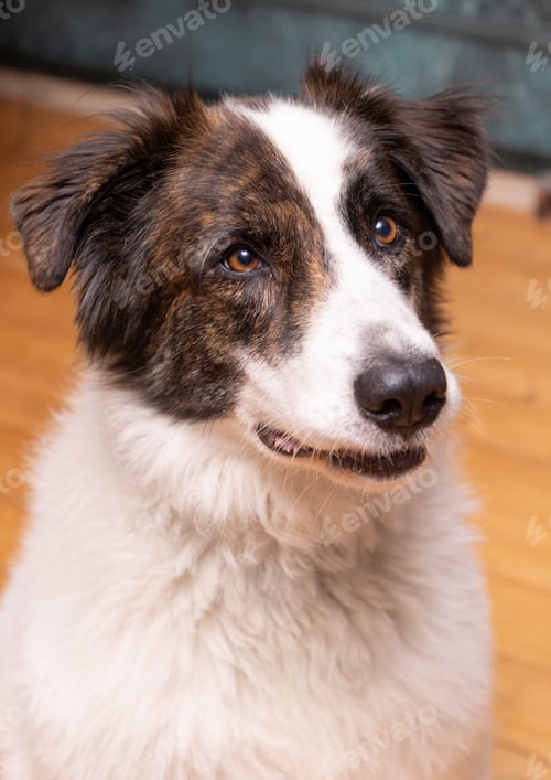 Preview: portrait of a cute border collie