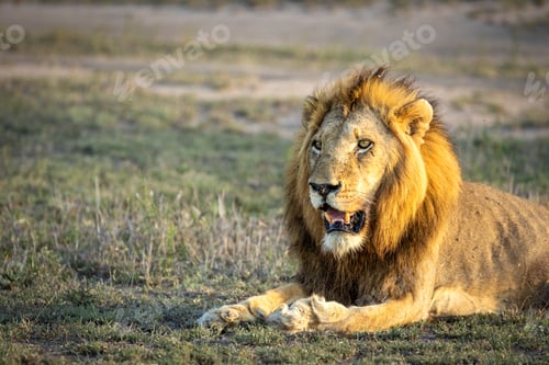 Preview: A male Lion, Panthera leo, lying down in golden light.