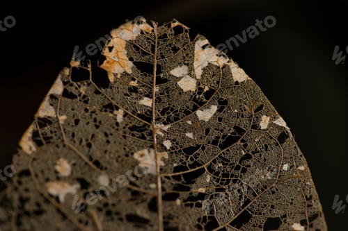 Preview: Skeleton leaves isolated - Leaf veins, Dry leaf detail texture in front to light-dry leaves