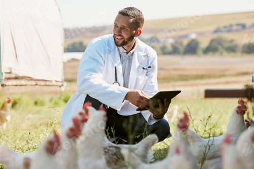 Preview: Man, veterinary or tablet on chicken farm in healthcare wellness check, growth hormone management o