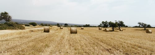 Preview: Bales on summer field. Panorama of the rural landscape.