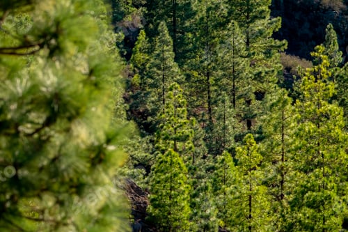 Preview: Background of trees pines and green foliage. Concept of forest woods at the mountains.