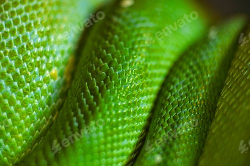 Preview: green snake skin