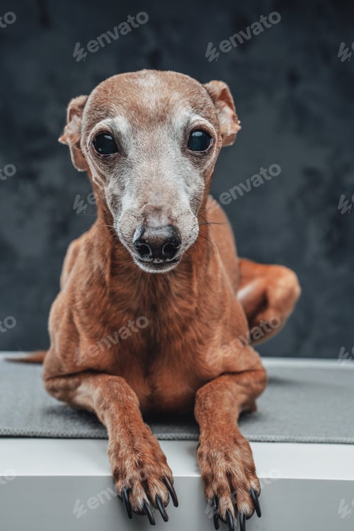 Preview: Lovely purebred doggy lying on table against dark background