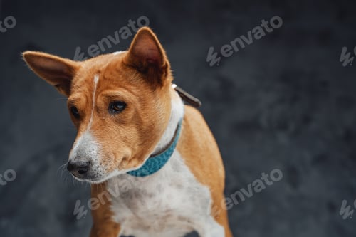 Preview: Orange purebred basenji dog standing on white table