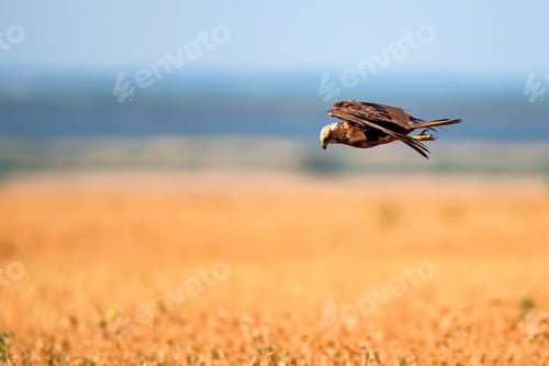 Preview: Western marsh harrier or Circus aeruginosus