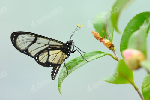 Preview: Tropical glasswing butterfly among pink and yellow camellia flowers.