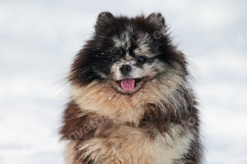 Preview: Pomeranian Spitz dog close up winter portrait on snow background, cute black marble with tan puppy