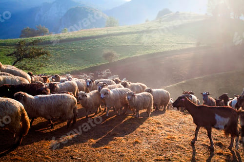 Preview: Heard of sheep in foggy morning in autumn mountains