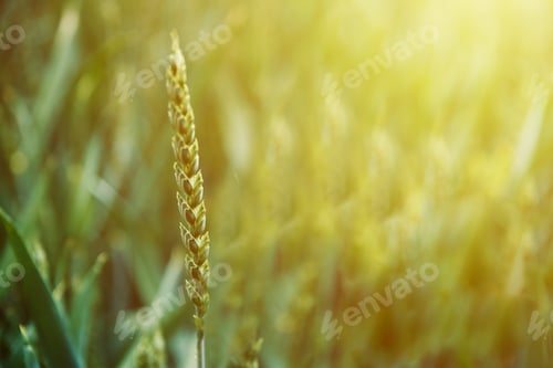 Preview: Green field with wheat ear