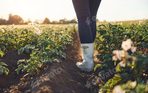 Preview: Close up view of legs and ground with plants. Woman is on the agricultural field