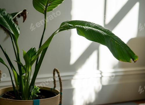 Preview: Indoor plant