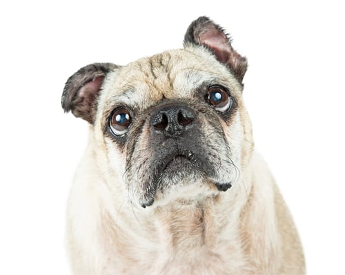 Preview: Portrait Pug Dog Sad Expression