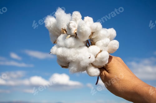 Preview: Human-handed cotton bolls towards the sky, cotton field