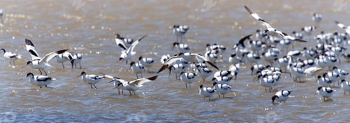 Preview: Pied Avocet, Namibia