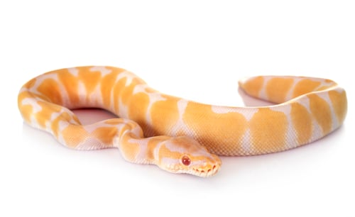 Preview: royal python in studio