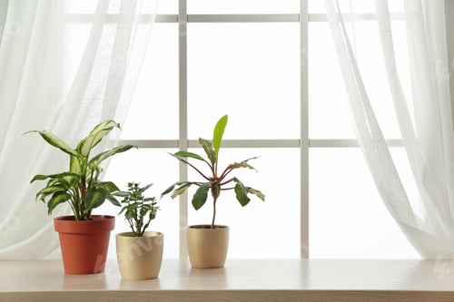 Preview: Different plants in pots on window sill, space for text. Home decor