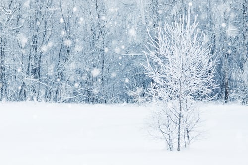 Preview: Winter forest in snow