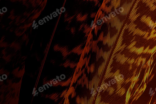 Preview: Dark brown calathea zebrina leaf background