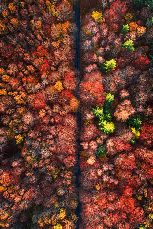 Preview: Aerial view of travel through autumn forest. Trip to forest.
