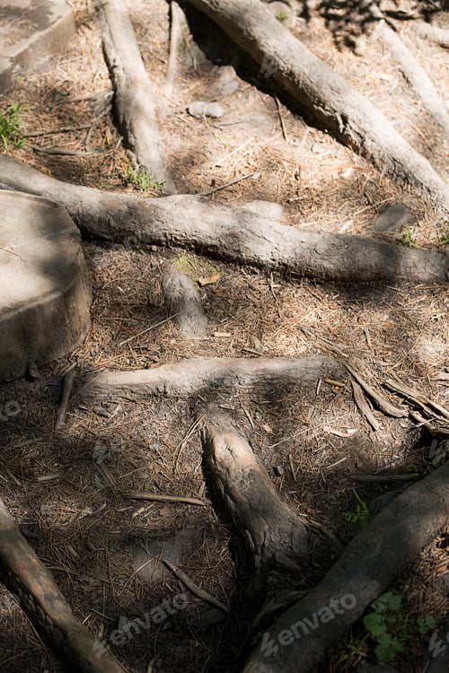 Preview: Forest Path Covered Twisting Roots. Roots of Trees, Close Up.