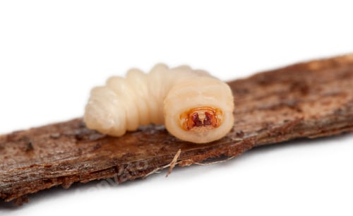 Preview: Longhorned Beetle larva, Cerambycidae Sp, on twig in front of white background