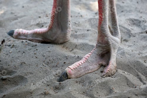 Preview: close up of ostrich claw in outdoor enclosure