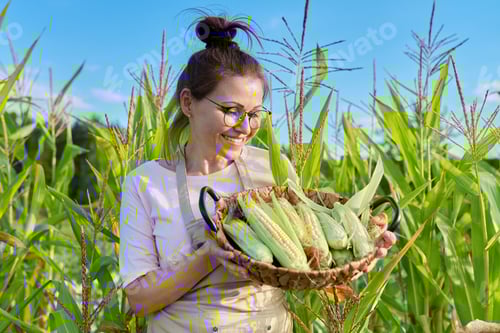 Preview: Smiling woman farmer with basket of freshly picked corn