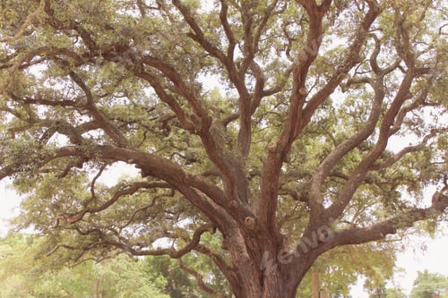Preview: Oak tree with Spanish moss
