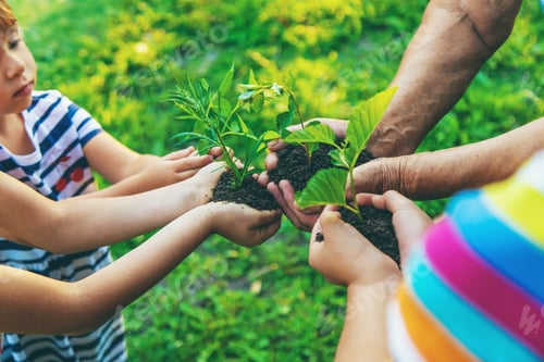 Preview: Grandmother and child hold a tree sprout in their hands. Selective focus.